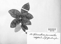 Podosphaera pannosa image